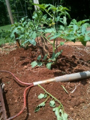 a rake lies in on the red clay in front of the tomato plant