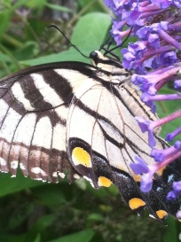 butterfly10